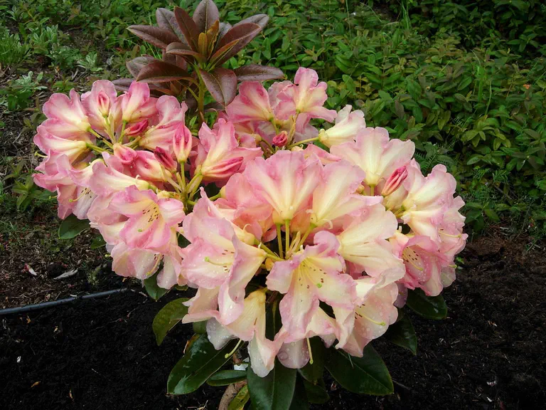 Photo of R. 'Tofino', Rhododendron Hybrid