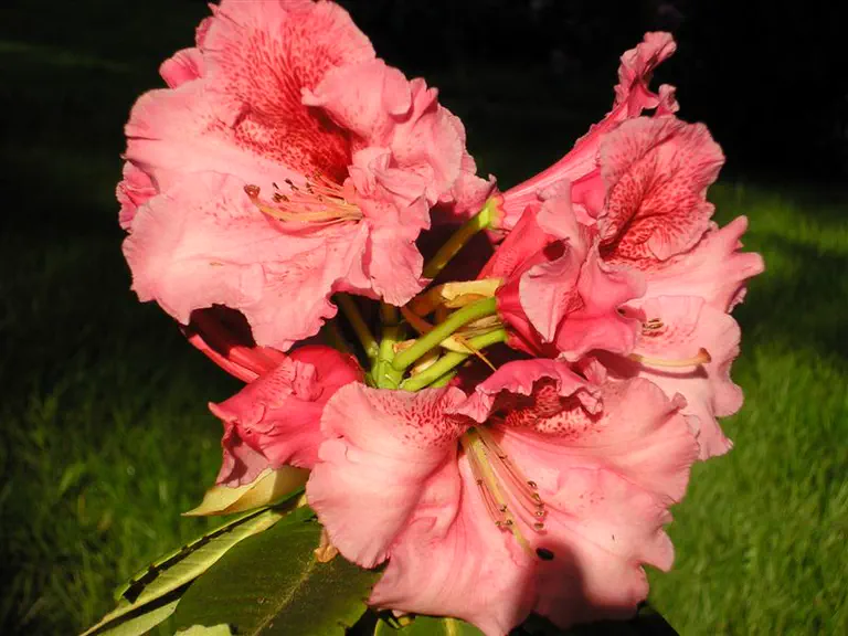 Photo of R. 'Lem's Cameo x Brandt's Tropicana', Rhododendron Hybrid