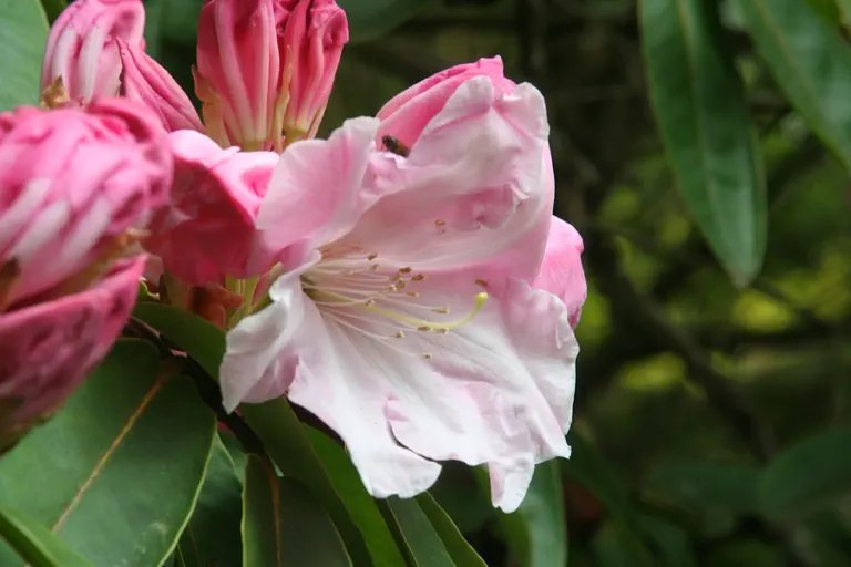 Photo of R. 'Irene Stead', Rhododendron Hybrid