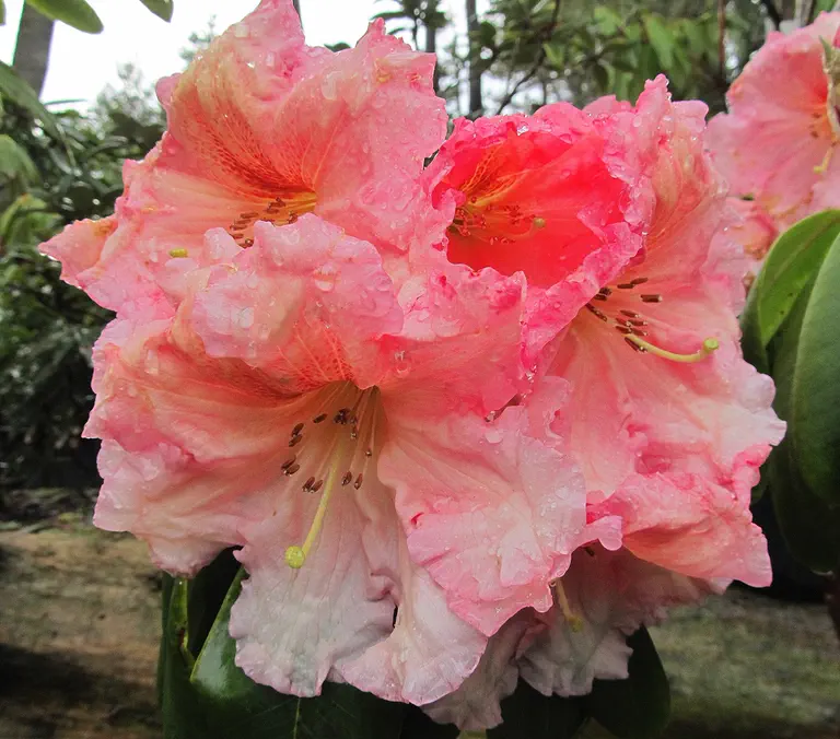 Photo of R. 'Mary Mayo', Rhododendron Hybrid