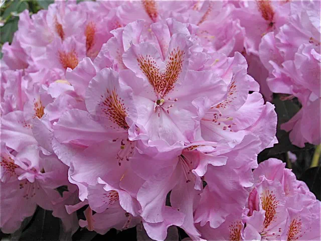 Photo of R. 'Farewell Bend', Rhododendron Hybrid