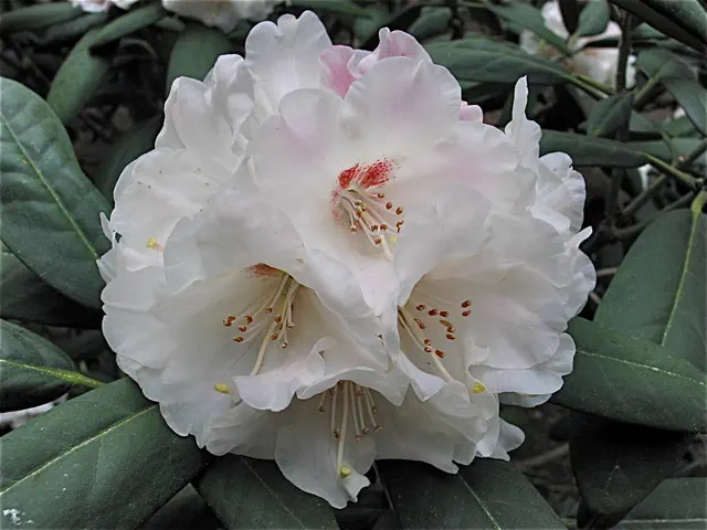 Photo of R. 'Cassie', Rhododendron Hybrid
