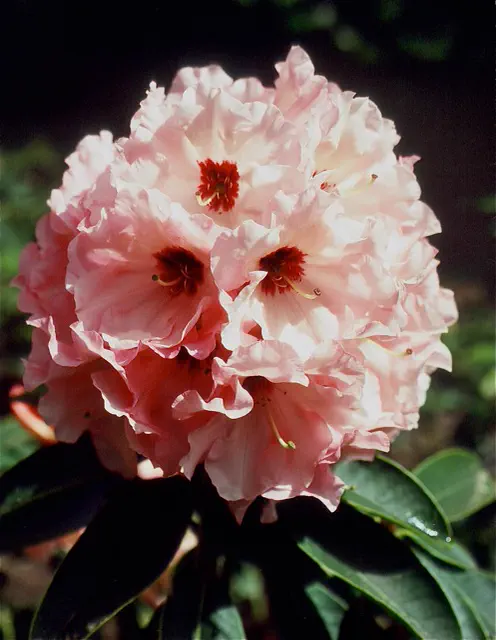 Photo of R. 'Chattaroy', Rhododendron Hybrid