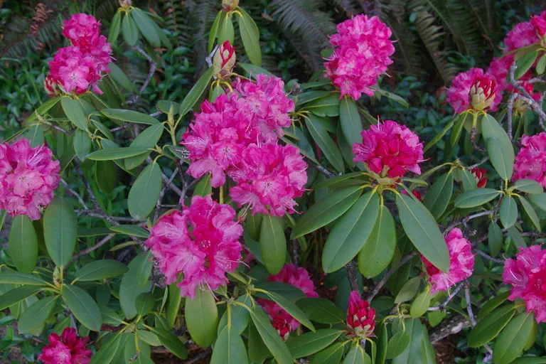 Photo of R. 'Sham's Pink', Rhododendron Hybrid