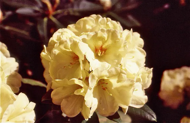 Photo of R. 'Loon's Call', Rhododendron Hybrid