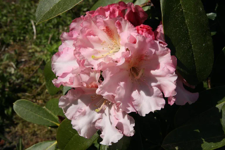 Photo of R. 'Louisa Wittrock', Rhododendron Hybrid