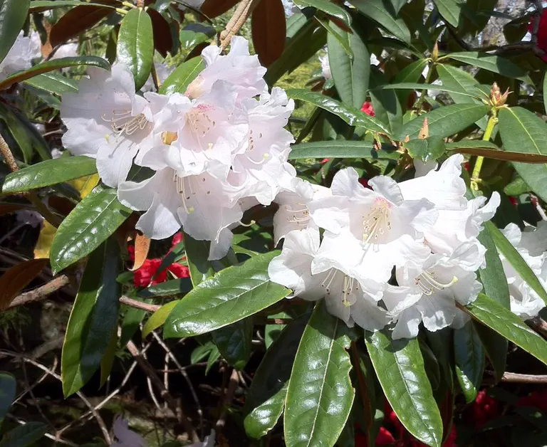 Photo of R. 'bureavii x Ken Janeck', Rhododendron Hybrid