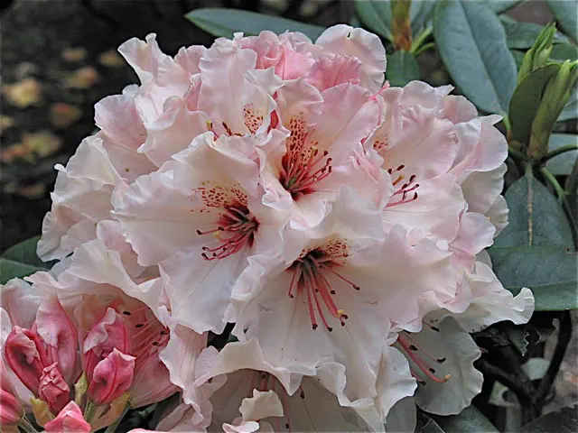 Photo of R. 'Dreamweaver', Rhododendron Hybrid