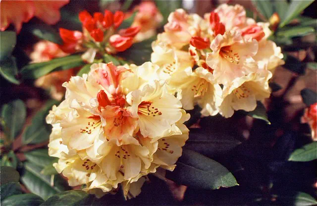 Photo of R. 'Sunstone', Rhododendron Hybrid