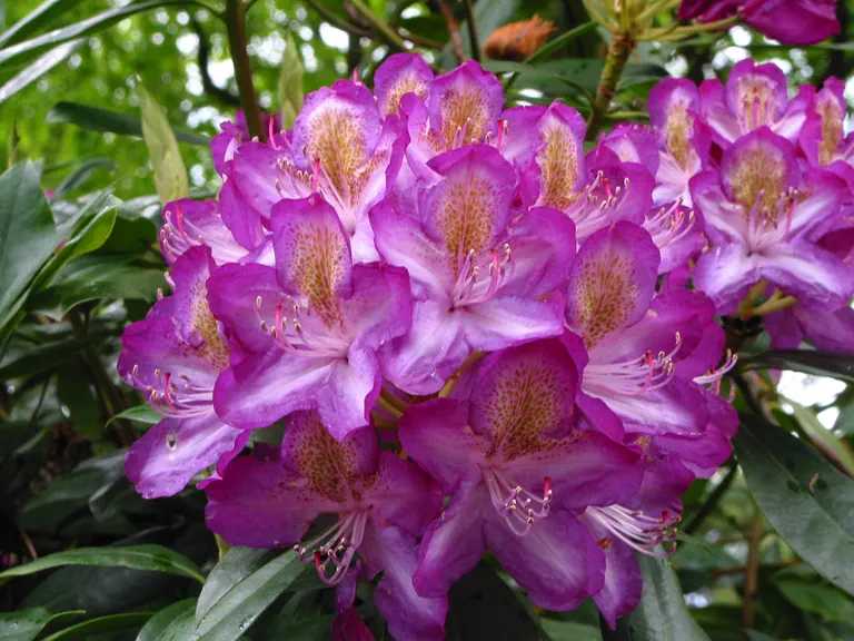 Photo of R. 'Madame Cochet', Rhododendron Hybrid