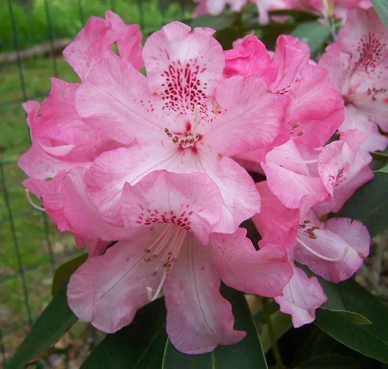 Photo of R. 'Pink Jeans', Rhododendron Hybrid