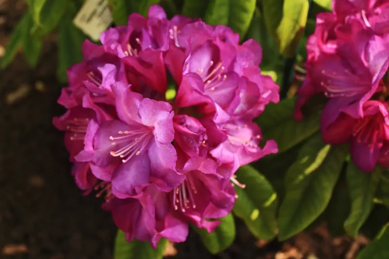 Photo of R. 'Purple Passion', Rhododendron Hybrid