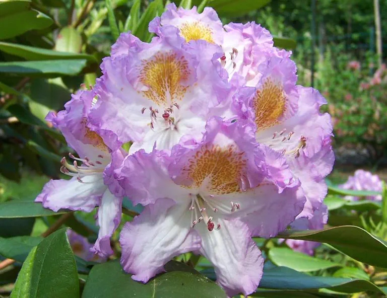 Photo of R. 'Rhein's Picotee', Rhododendron Hybrid