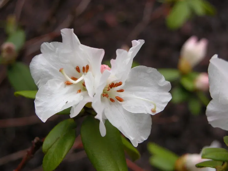 Photo of R. 'Tessa Bianca', Rhododendron Hybrid