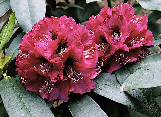 Photo of R. 'Plum Wild', Rhododendron Hybrid