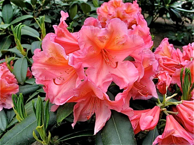 Photo of R. 'Sunset Dreams', Rhododendron Hybrid