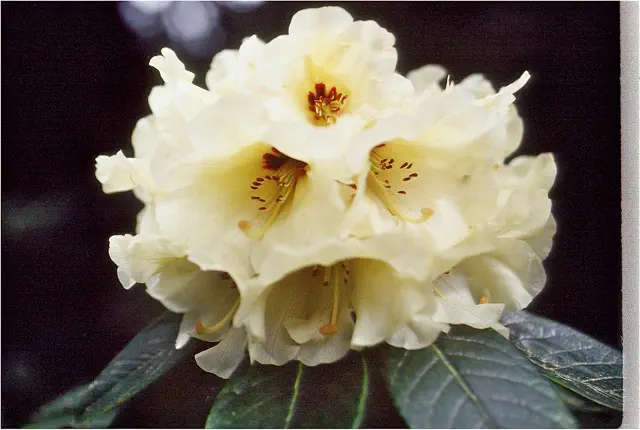 Photo of R. 'Spring Spirit', Rhododendron Hybrid