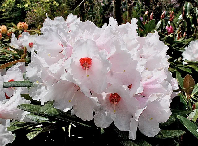 Photo of R. 'Jennica', Rhododendron Hybrid
