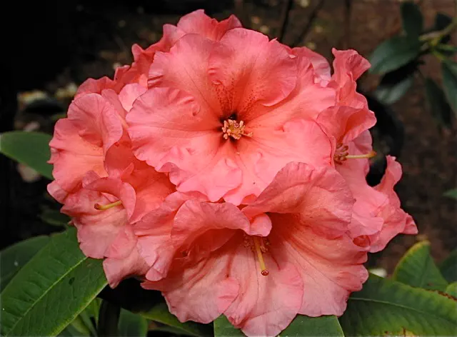 Photo of R. 'Maricela', Rhododendron Hybrid