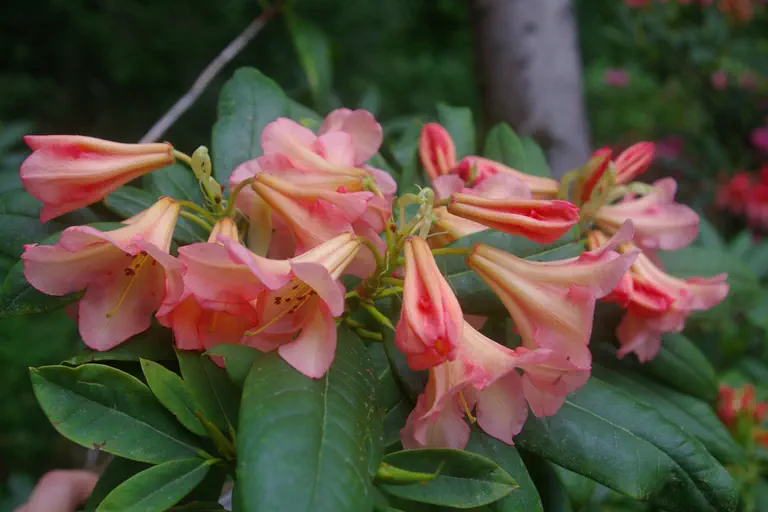 Photo of R. 'Fred Hamilton', Rhododendron Hybrid