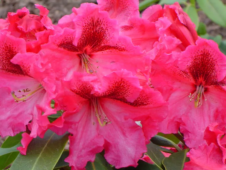 Photo of R. 'Glenda Farrell', Rhododendron Hybrid