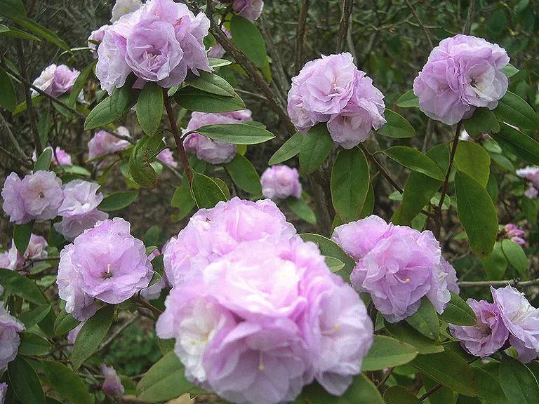 Photo of R. 'Mrs J.A. Withington III', Rhododendron Hybrid