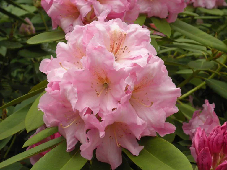 Photo of R. 'Tom Everett', Rhododendron Hybrid