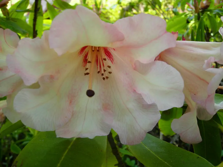 Photo of R. 'C.I.S. x Jingle Bells', Rhododendron Hybrid