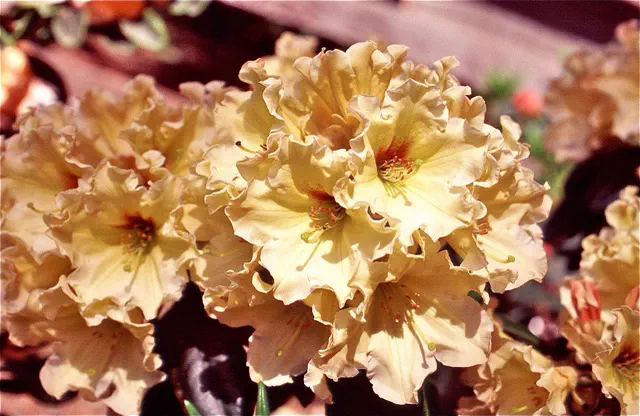 Photo of R. 'Summer Straw', Rhododendron Hybrid