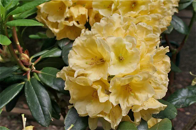 Photo of R. 'Meela', Rhododendron Hybrid