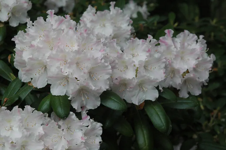 Photo of R. 'Dave Dougan', Rhododendron Hybrid