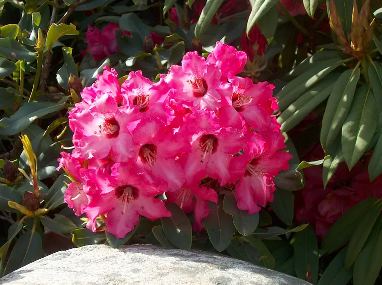 Photo of R. 'Winning Post', Rhododendron Hybrid