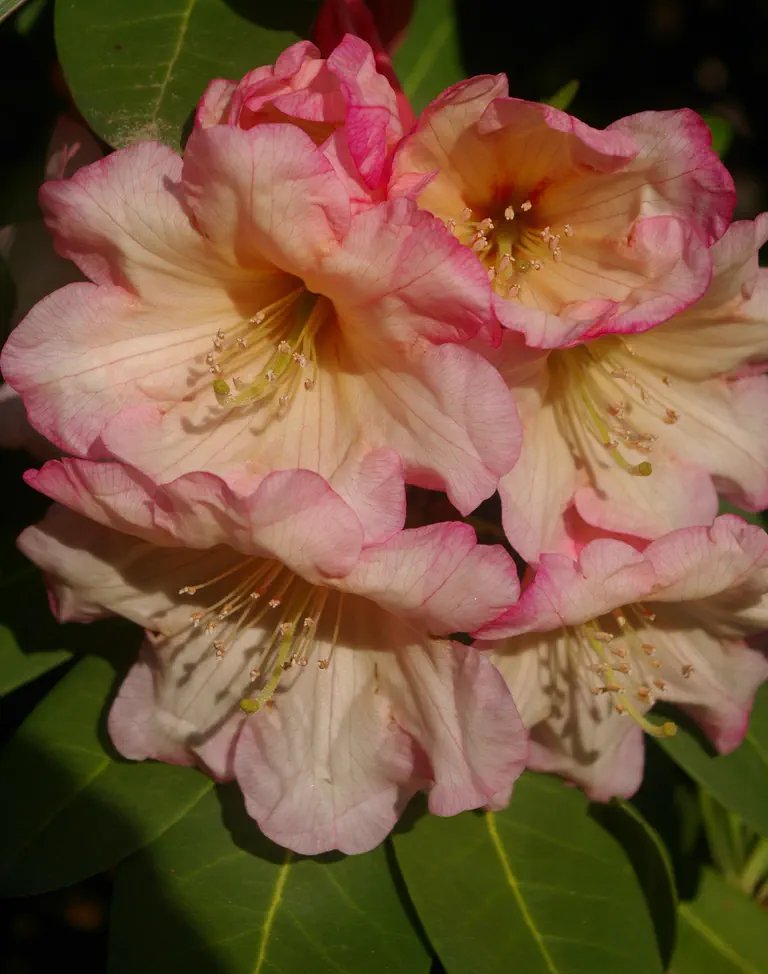 Photo of R. 'C.O.D.', Rhododendron Hybrid