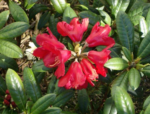 Photo of R. 'Fred Peste', Rhododendron Hybrid