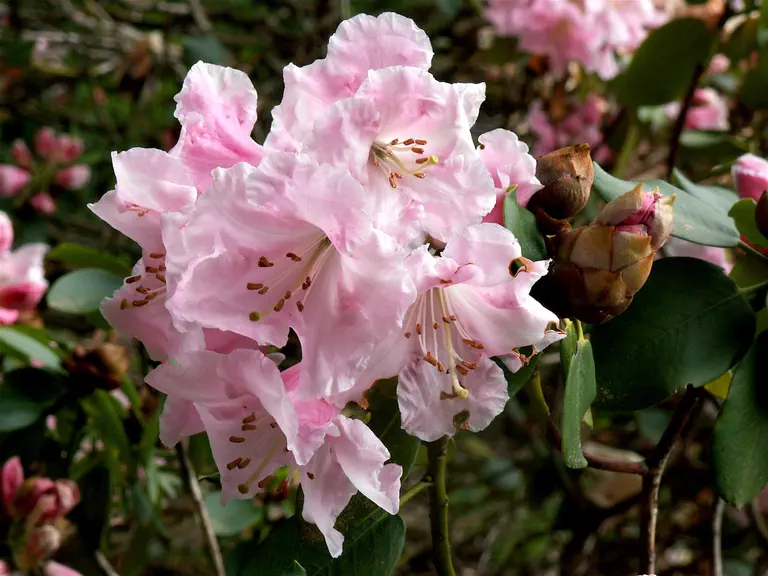 Photo of R. 'Bell Song', Rhododendron Hybrid