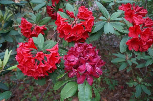 Photo of R. 'Anne Hardgrove', Rhododendron Hybrid