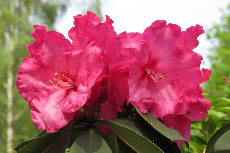 Photo of R. 'Kranenburg', Rhododendron Hybrid