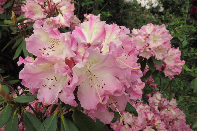 Photo of R. 'Kranenstar', Rhododendron Hybrid