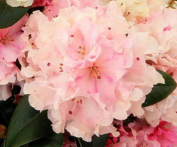 Photo of R. 'Mendocino Magic', Rhododendron Hybrid