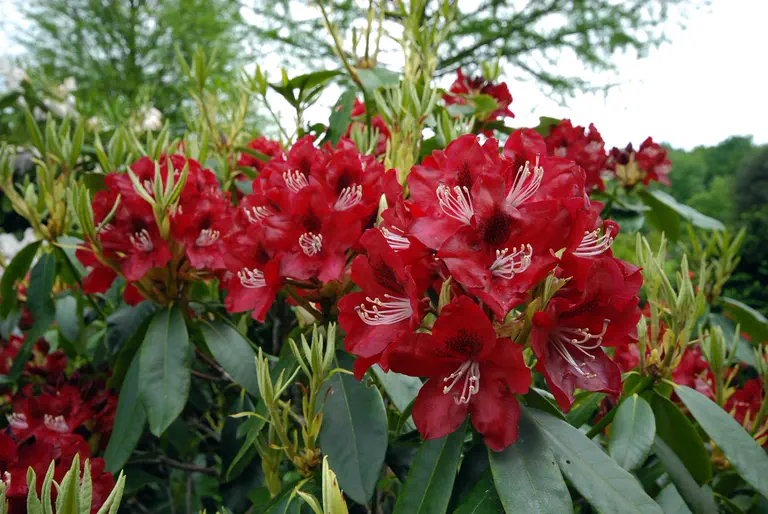 Photo of R. 'Thunderstorm', Rhododendron Hybrid