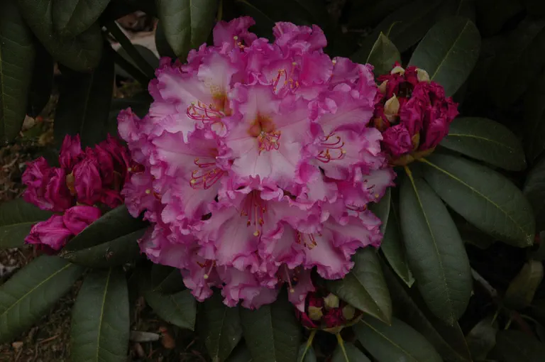 Photo of R. 'Orchid Bouquet', Rhododendron Hybrid
