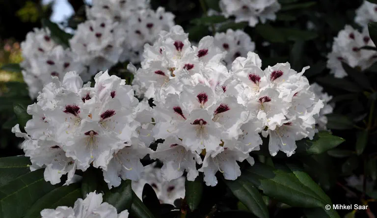 Photo of R. 'Tiana', Rhododendron Hybrid