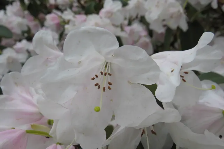 Photo of R. 'Tibet', Rhododendron Hybrid