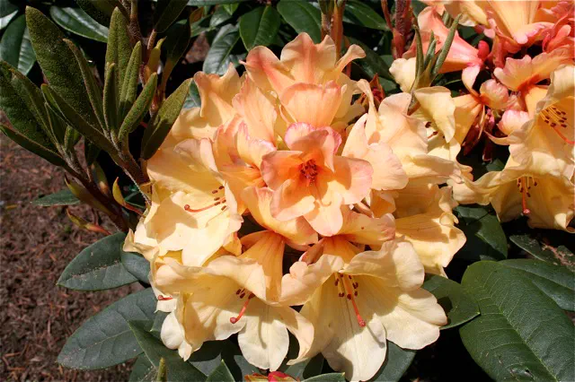 Photo of R. 'Sun Stream', Rhododendron Hybrid