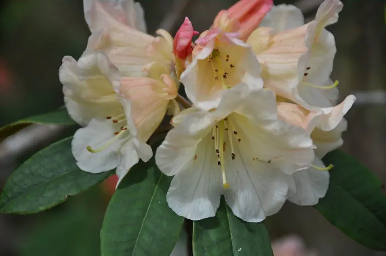 Photo of R. 'Tidbit', Rhododendron Hybrid
