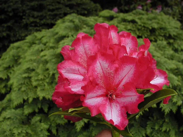Photo of R. 'William Lewis', Rhododendron Hybrid