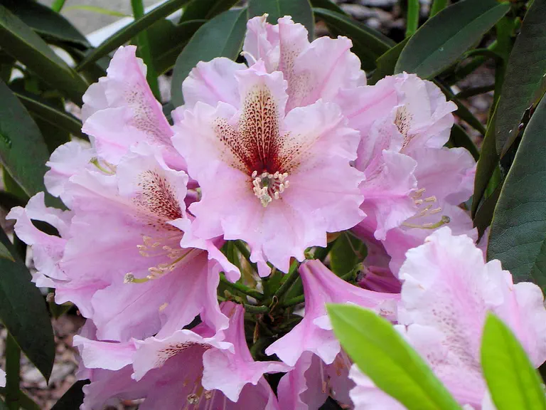 Photo of R. 'Admiral Vanessa', Rhododendron Hybrid
