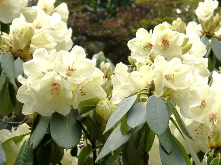 Photo of R. 'Fred Rose', Rhododendron Hybrid