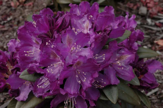 Photo of R. 'Purple Amethyst', Rhododendron Hybrid