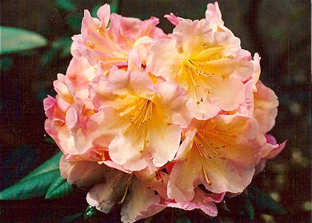 Photo of R. 'Just Dessert', Rhododendron Hybrid